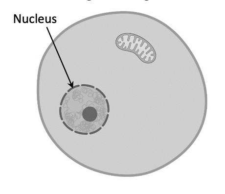 Cell with nucleus on the left and a single mitochondrion on the right — locations for stage 1 (cytosol) and stage 2 (mitochondrion) to be indicated
