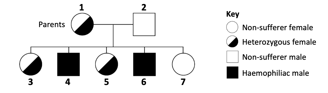Pedigree chart — Parents 1 (heterozygous female) and 2 (non-sufferer male). Children 3 (het female), 4 (haemophiliac male), 5 (het female), 6 (haemophiliac male), 7 (non-sufferer female).