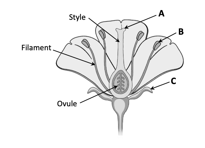 Animal-pollinated flower — labels: Style (with A at the top = stigma), Filament (with B = anther on side), Ovule, C (= sepal at base of petal)