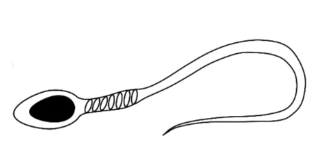 Sperm cell with head, midpiece and tail