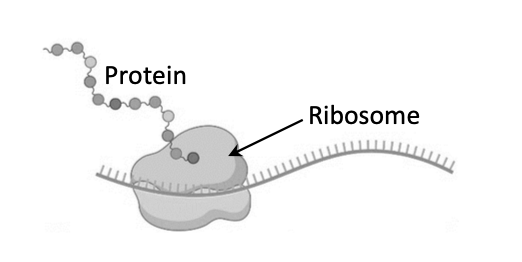 Ribosome on mRNA strand with growing protein chain