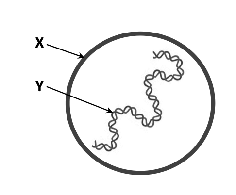 Spherical virus diagram — outer circle (X = capsid) with internal squiggle (Y = nucleic acid)