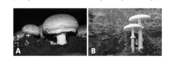 Two photographs side by side — A: edible mushrooms (button-style); B: poisonous mushrooms (slender pale fungi)
