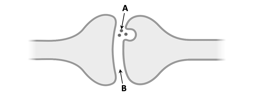 Two neurons in close contact — A (vesicles releasing neurotransmitter) at top of presynaptic terminal, B (synaptic cleft) between them
