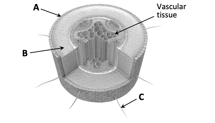 Plant organ TS — A (dermal, outer layer), B (ground tissue), vascular tissue at centre, C (root hair extending out)