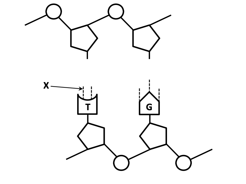DNA molecule fragment — top strand fully drawn (sugar-phosphate-base), bottom strand has bases T and G with X marking the hydrogen bonds, complementary strand to be drawn