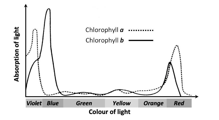 Absorption spectra of chlorophyll a (dotted) and chlorophyll b (solid) across violet, blue, green, yellow, orange, red wavelengths