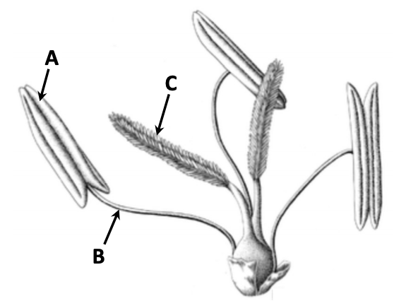 Wind-pollinated flower — A (anther) on long stamen, B (filament), C (feathery stigma)