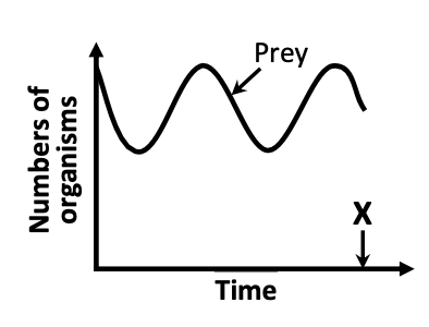 Predator-prey graph — prey curve fluctuating over time, point X marked on time axis