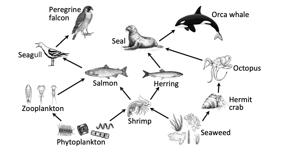 Marine food web — phytoplankton, seaweed, zooplankton, shrimp, salmon, herring, octopus, hermit crab, seagull, seal, peregrine falcon, orca whale