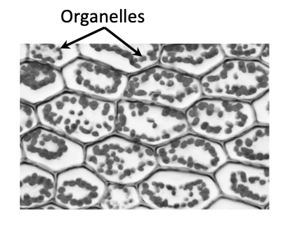 Leaf cells under light microscope — chloroplasts visible inside cells, labelled 'Organelles'