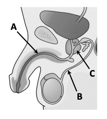 Human male reproductive system — A (urethra), B (sperm duct/vas deferens), C (prostate gland), testes shown below