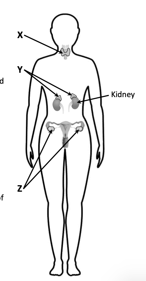 Outline of human female body — endocrine glands X (thyroid), Y (adrenal, near kidney), Z (ovary)