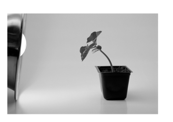 Photograph of a small plant in a black pot growing/bending towards a light source on the left