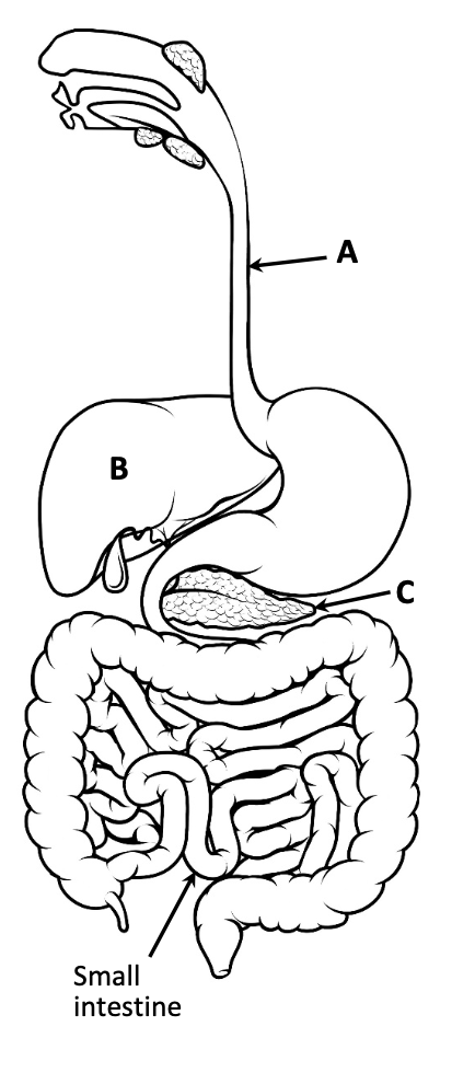 Human alimentary canal — tube A (oesophagus), organ B (liver), gland C (pancreas), small intestine