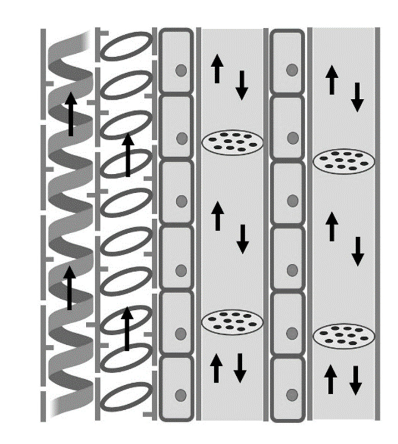 Longitudinal section of xylem vessels and phloem — spiral xylem on left, sieve tubes with companion cells on right
