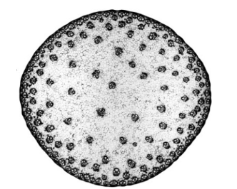 TS of stem under microscope showing scattered vascular bundles (monocot)