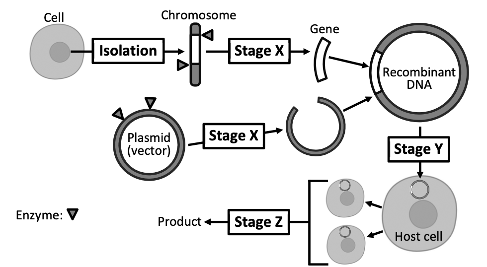 Genetic engineering flowchart — cell to chromosome to gene, plasmid vector, recombinant DNA, host cell, product. Stages X, Y and Z labelled.