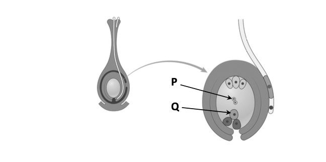 Mature embryo sac in a flowering plant — labels P and Q on two structures inside