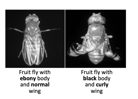 Two fruit flies — left: ebony body, normal wing. right: black body, curly wing