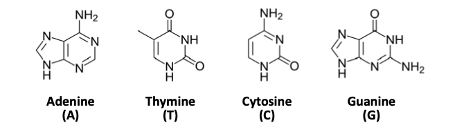 DNA base shapes for adenine (A), thymine (T), cytosine (C), guanine (G)