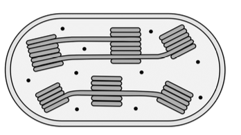 Cell organelle (chloroplast) where chlorophyll is located