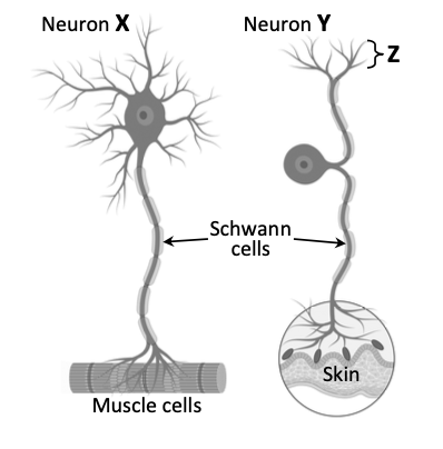 Two neurons X and Y — one motor, one sensory; position Z labelled, Schwann cells, skin/muscle