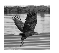 White-tailed sea eagle in flight