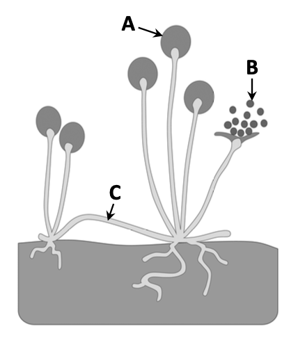 Rhizopus fungus showing labelled structures A (sporangium), B (spores), C (rhizoid)