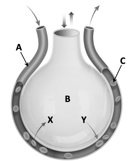 Site of gas exchange in lungs — A (alveolus), B (capillary), C (red blood cell), gases X and Y moving in opposite directions