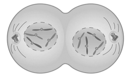 Cell undergoing mitosis — anaphase or telophase stage with chromatids separating