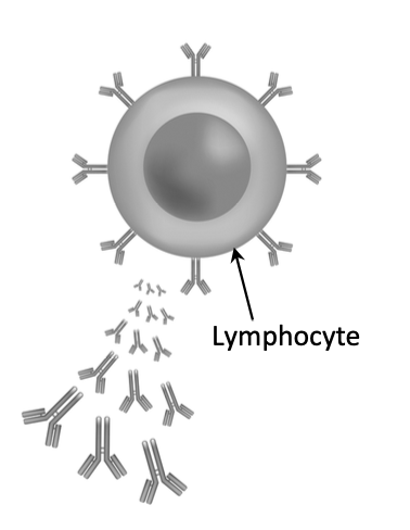 Lymphocyte cell with surface receptors and Y-shaped antibodies being released