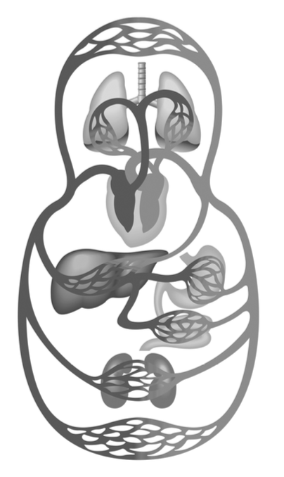 Human circulatory system schematic — heart, lungs, liver, kidneys, vessels