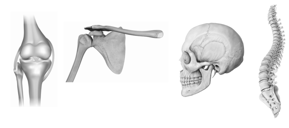 Four joint types — knee (hinge), shoulder (ball & socket), skull (fixed/sutures), spine (gliding/cartilaginous)