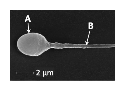 Electron micrograph of a sperm cell — A (head), B (tail), 2 µm scale bar
