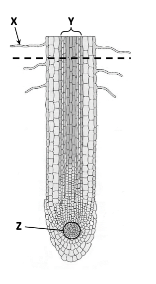 Plant root LS — X (root hair) at side, Y (vascular tissue) in centre column, Z (meristem) at root tip