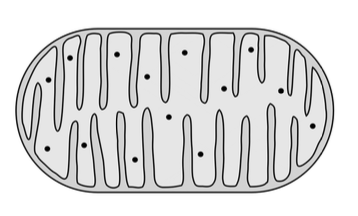 Mitochondrion — outer membrane and folded inner membrane (cristae)
