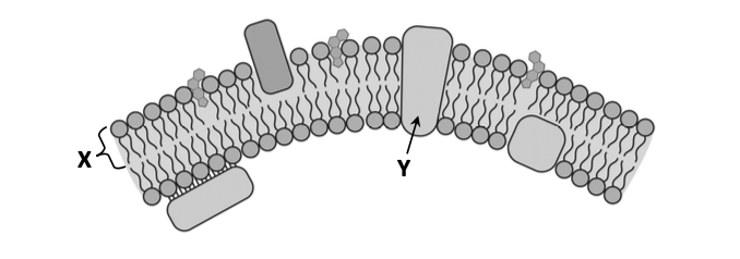 Phospholipid-bilayer cell membrane — X (phospholipid) and Y (membrane protein) labelled