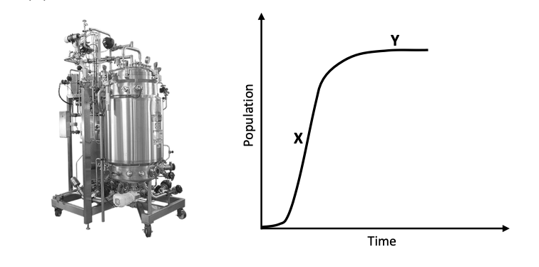 Industrial fermenter (bioreactor) and bacterial growth curve with stages X (log) and Y (stationary)