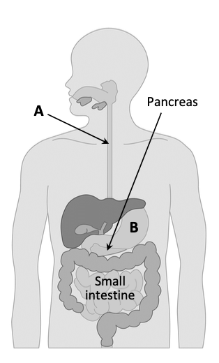 Human digestive system — A (oesophagus) at top, B (stomach) below pancreas, small intestine